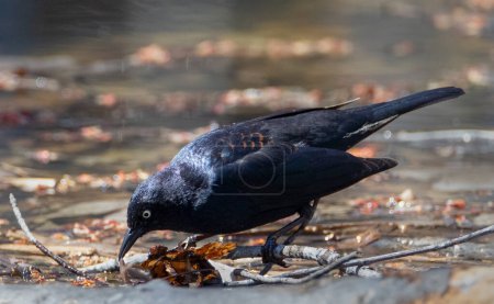 Téléchargez les photos : Rusty Blackbird catching an earthworm on flooded forest floor in springtime - en image libre de droit