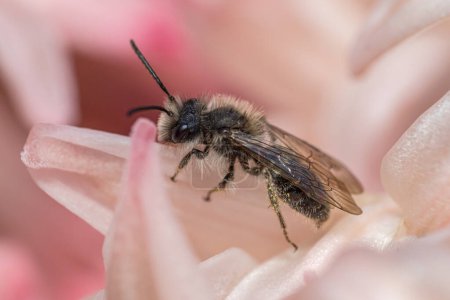 Black andrena solitary mining bee in pinkish flower