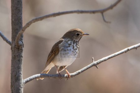 Téléchargez les photos : Hermit Thrush songbird perching on tree branch - en image libre de droit