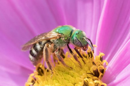 Téléchargez les photos : Macrophotographie d'abeilles sauvages vertes en fleur de cosmos rose et jaune - en image libre de droit