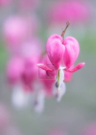 Soft image of pink Bleeding heart flowers in a row