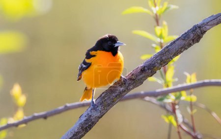 Téléchargez les photos : Baltimore Oriole songbird standing on tree branch in morning light - en image libre de droit