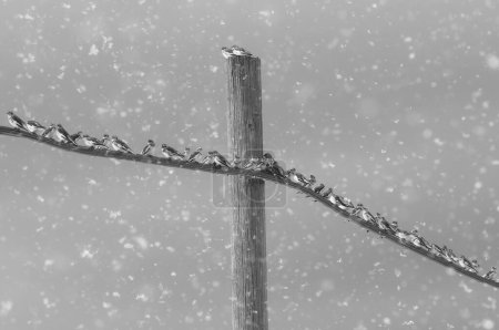 Foto de Buntings de nieve encaramados en alambre y poste de madera durante las nevadas de invierno - Imagen libre de derechos