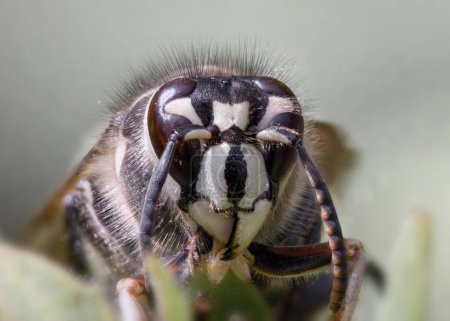 Photo for Extreme closeup front view of Bald-faced Hornet showing details of head - Royalty Free Image