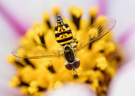 Photo for Macro shot of a hoverfly on a flower in the garden - Royalty Free Image