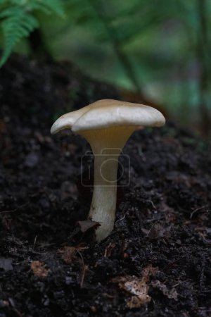 Téléchargez les photos : Gros plan du clitocybe du pied-club poussant sur le sol forestier - en image libre de droit