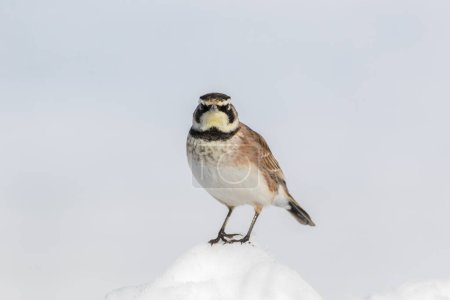 Téléchargez les photos : Arche à cornes oiseau debout sur un petit tas de neige et regardant le spectateur - en image libre de droit