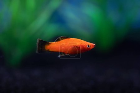 Photo for Closeup view of bright red orange Platy Fish in dark aquarium - Royalty Free Image