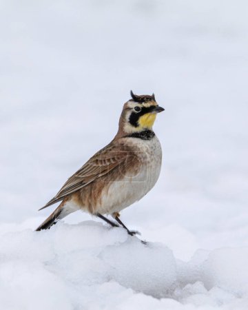 Téléchargez les photos : Arche à cornes mâle oiseau debout dans la neige gros plan - en image libre de droit