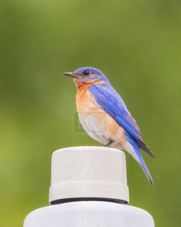 Photo for Side view of male Eastern Bluebird perched on a street lamp post - Royalty Free Image