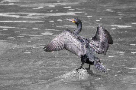Photo for Double-crested Cormorant on a rock in a river with wings spread out to dry - Royalty Free Image