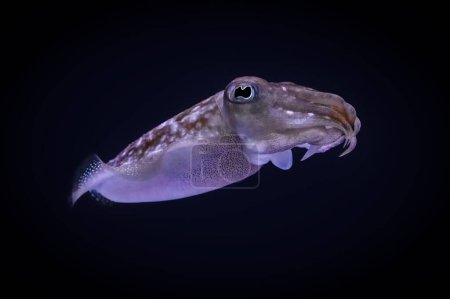 Photo for Swimming Cuttlefish isolated on black background - Royalty Free Image