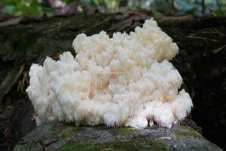 Photo for Large white Bear's Head Tooth fungus growing on fallen dead tree in forest - Royalty Free Image