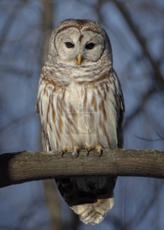 Photo for Staring Barred Owl perched on tree branch at dusk - Royalty Free Image