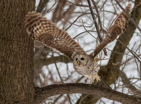 Photo for Barred Owl taking flight from a tree branch in forest in winter - Royalty Free Image