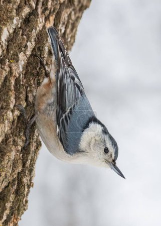 Closeup of White-breasted Nuthatch bird climbing down a tree trunk in winter