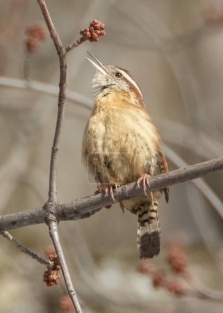 Carolina Wren bird perched on branch and singing in thick bush