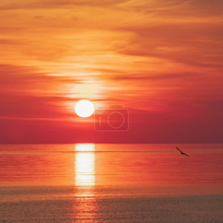 Sun in deep red and orange clouds over sea horizon reflecting in water with seagull flying by