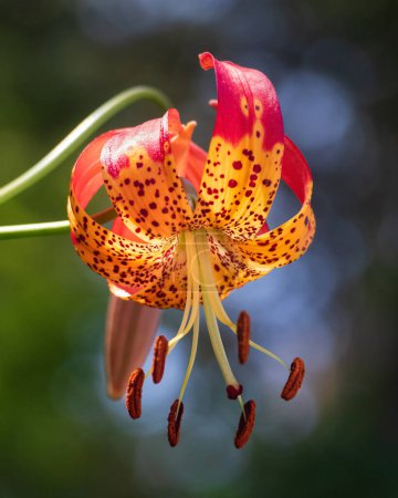 Closeup of Leopard Lily flower against green and blue blurred bokeh background