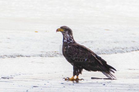 Bald Eagle on the beach looking for food carried by the tides