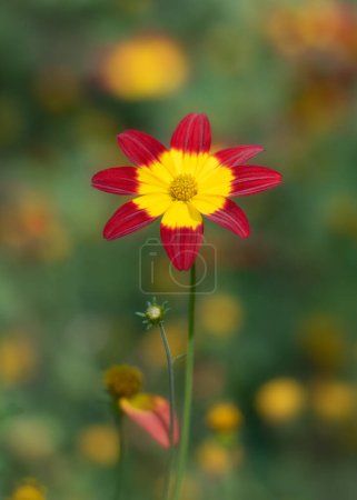 Red Bidens flor con centro amarillo contra bokeh colorido
