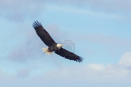 Bald Eagle in flight with blue sky and clouds in the background