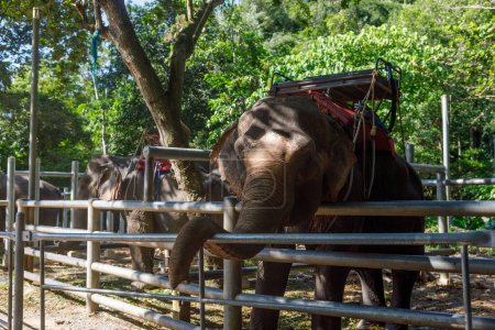 Elephants stand behind a fence, serving as a tourist attraction near Namuang Waterfall on Koh Samui in Thailand