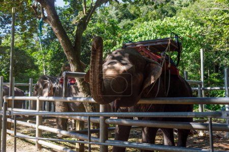 Los elefantes están detrás de una cerca, que sirve como una atracción turística cerca de la cascada de Namuang en Koh Samui en Tailandia