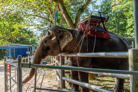Elefanten stehen hinter einem Zaun, der als Touristenattraktion in der Nähe des Namuang-Wasserfalls auf Koh Samui in Thailand dient