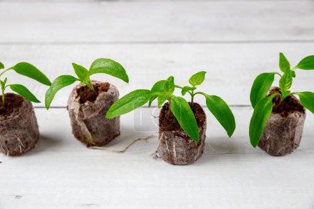 Roots of bell pepper seedlings are well developed in peat tablet.