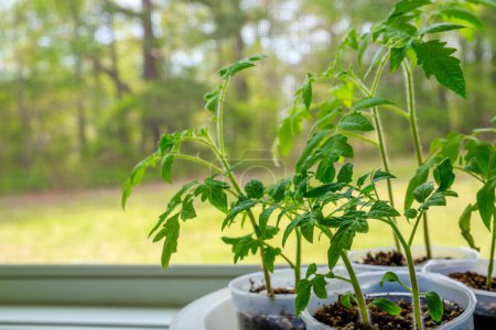 Photo for Tomato plant seedlings growing in plastic pot on the window. - Royalty Free Image