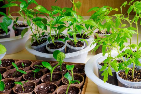 Foto de At home, seedlings of vegetables grown in pots. - Imagen libre de derechos