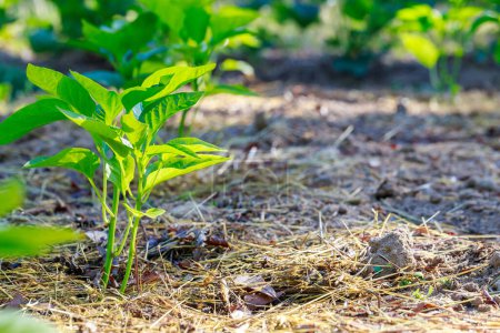 Foto de Las plántulas de pimiento dulce se plantan en el suelo. - Imagen libre de derechos