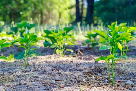 Foto de Plántulas de pimienta búlgara se plantan en el suelo. - Imagen libre de derechos