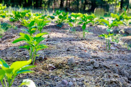 Foto de Plántulas de pimiento dulce se plantan en el suelo. - Imagen libre de derechos