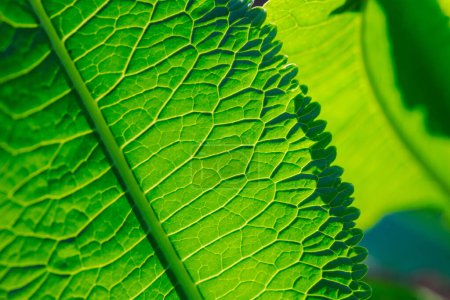 Photo for This is a pattern of a green horseradish leaf. - Royalty Free Image