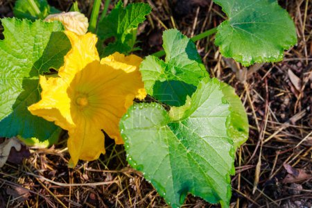 Photo for This zucchini plant has bright yellow flowers. - Royalty Free Image