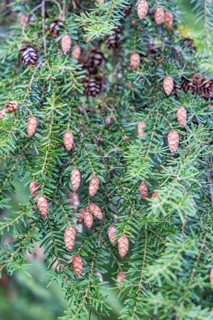 Tsuga heterophylla conifer or western hemlock tree closeup with hanging little cones