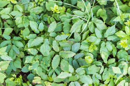 Téléchargez les photos : Aegopodium podagraria ou plante de mauvaises herbes gorund aîné whioch peut être utilisé pour faire du pesto - en image libre de droit