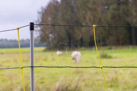 Téléchargez les photos : Close-up of movable fence for farm animals with sheep in the background - en image libre de droit