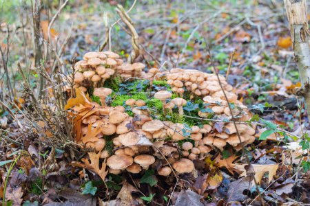 Téléchargez les photos : Fungus closeup of honey mushroom on old stump in the forest - en image libre de droit