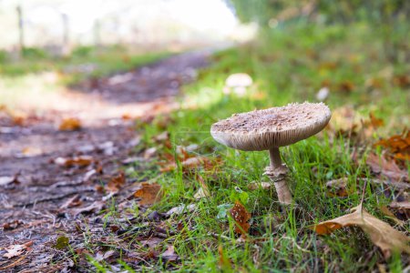Téléchargez les photos : Funghi closeup of parasol mushroom along a path in the forest during autumn season - en image libre de droit