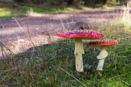 Téléchargez les photos : Fungus closeup of beautiful red fly agaric mushroom between grass and autumn leaves - en image libre de droit