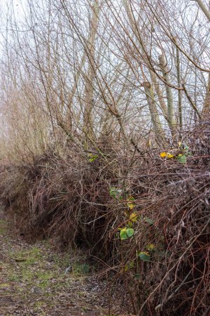 Téléchargez les photos : Row of trees with piles of pruning waste as a measure for biodiversity and shelter for insects, mice, hedgehogs and other smalle animals - en image libre de droit