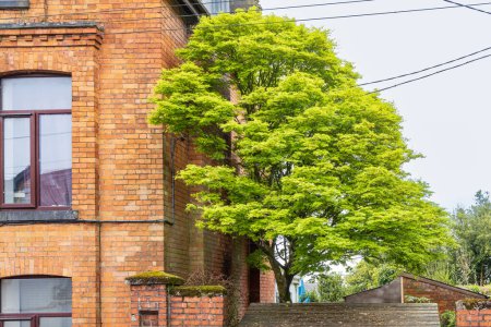 Foto de Arce japonés Acer Palmatum árbol en el patio delantero de la casa en la provincia de Cork Munster en Irlanda Europa - Imagen libre de derechos