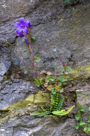 Foto de Helecho y flor de campanario dálmata azul creciendo en la antigua muralla en la provincia de Cork Munster en Irlanda Europa - Imagen libre de derechos