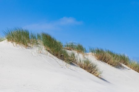 Téléchargez les photos : Paysage avec dunes de sable dans la réserve naturelle Boschplaat à Wadden île de Terschelling dans la province de Frise aux Pays-Bas - en image libre de droit