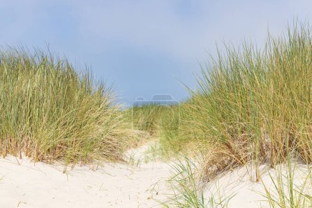 Paysage avec dunes de sable dans la réserve naturelle Wadden île de Terschelling dans la province de Frise aux Pays-Bas