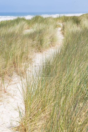 Paysage avec dunes de sable dans la réserve naturelle Boschplaat à Wadden île de Terschelling dans la province de Frise aux Pays-Bas