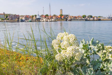 Photo for Cityscape West-Terschelling with blooming sea kale at Wadden island Terschelling in Friesland province in The Netherlands - Royalty Free Image